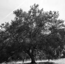 Image of Tree for Anonymous Storyteller